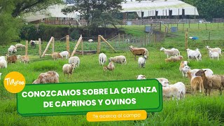 Cómo es la crianza de Caprinos y ovinos Epicentro  TvAgro por Juan Gonzalo Angel Restrepo [upl. by Mettah6]