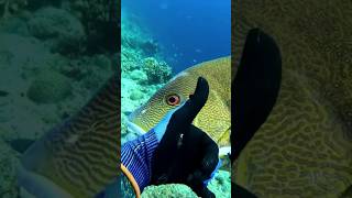 I Spear giant Maori Sea Perch at 22 meters deep maoriseaperch [upl. by Ibok164]