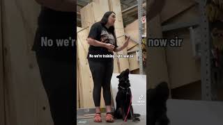 Don’t interrupt our training servicedog dog shepsquad germanshepherd dogtraining [upl. by Nehemiah]