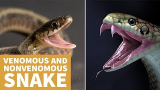 What is the difference between venomous and nonvenomous Snakes [upl. by Tish264]