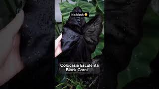 Colocasia Series  Colocasia Esculenta Blackcoral I PlantFactory [upl. by Bel349]