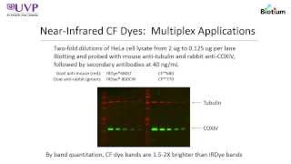 Webinar quotFundamentals of Western Immunoblotting Chemiluminescence and NIR Multiplex Imagingquot [upl. by Yllaw]