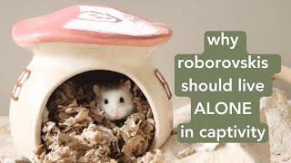 Why roborovski hamsters should live alone in captivity [upl. by Haneekas714]