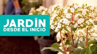 ¿Cómo hacer y planificar un jardín desde el inicio [upl. by Platt]