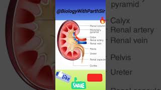 structure of kidney by Parth Sir  physiology viralvideo trendingshorts Exretorysystem biology [upl. by Chloras]