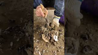 Wow So Easy Way How to Peel Oyster Shell shorts [upl. by Norraa970]