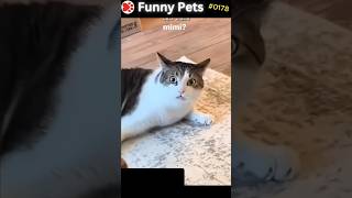 Funny Pets Ep 178 shorts [upl. by Jahdal]