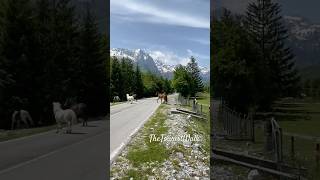 Wild life in Valbona Albania nature mountains visitalbania horses trendingshorts albanien [upl. by Neisa997]