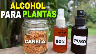 ✽ ALCOHOL DE CANELA ➤ 80 vs Puro  Cicatrizante de PLANTAS [upl. by Yahsat]