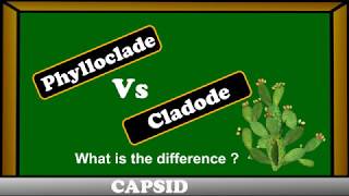 Phylloclades vs Cladode   difference between phylloclades and cladode [upl. by Dola]