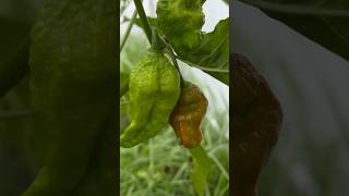 Ito Ang Mga Hot Peppers Ko jalapeño habanero ghost cayenne bananapepper redpepper [upl. by Primaveria163]