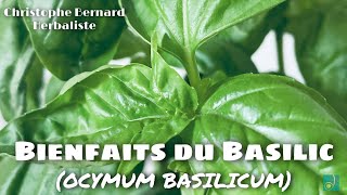 Bienfaits du basilic  digestion règles douloureuses troubles de la glycémie [upl. by Amadeus]