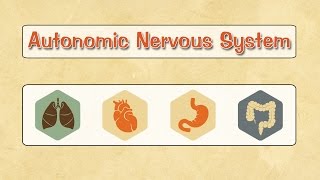 Easy Physiology  ANS  3Parasympathetic Full [upl. by Iviv]