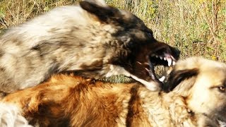 Rank Fight 1  Ethology of Shepherd Dogs 01  ранжирование борьба [upl. by Litsyrk78]