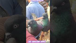 Shahjahanpuri kabutar pigeon kabootar lucknowkabutarmandi highflyingpigeon topqualitypigeon [upl. by Einyaj395]