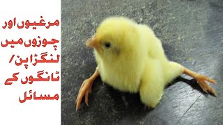 Chicks legs issues treatment hens weak legs problem treatment in urdu hindi [upl. by Fine561]