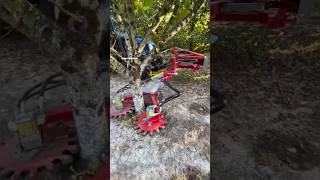 Mechanical Suckers Remover For Orchards EcoCut360  Made By LEGER SAS France  shorts orchards [upl. by Egroeg]