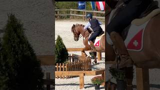 European WE Championship 🇨🇿Team Switzerland 🇨🇭 2024 LOWE horse equestrian workingequitation [upl. by Hgeilhsa843]