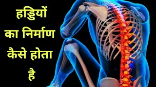 हड्डियों का निर्माण कैसे होता हैं  Developement of bones in hindi [upl. by Sapphera]