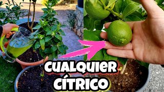 Este SECRETO hará que tengas MILES de LIMONES en MACETA y en tu HOGAR Abono casero de cítricos [upl. by Pogue]