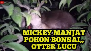 Malam hari Mickey otter yang sangat lucu manjat pohon bonsai [upl. by Columbyne]