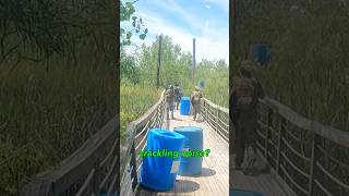 We almost broke the bridge 😟 Bing Field Airsoft Funny Moment airsoft milsim shorts [upl. by Sined]