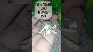 Kelomang Rugosus Putih White Rugosus Hermit Crab kelomang motivasi [upl. by Rossy]