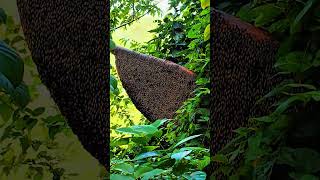 Giant honey bee nest in tree honey [upl. by Philipines]