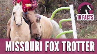 10 Fascinating Facts About the Missouri Fox Trotter Horse [upl. by Notlef]