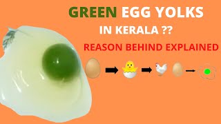 GREEN EGG YOLKS  Reason behind the green egg yolk in Kerala  FOODTECH TALKSFOODTECHTALKS [upl. by Avonasac]