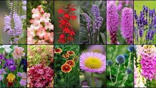 PERENNIAL PLANTS VARIETIES  Plants Weekly [upl. by Orabla]