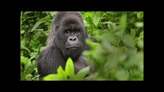 Gorillas Documentary Full Documentry [upl. by Savil]