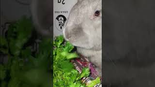 bunnies eating is so cute [upl. by Eimme]