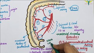 Superior Mesenteric ArterySMA  Course  Divisions  Termination [upl. by Ennylhsa520]