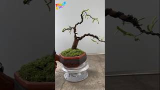 Create a bonsai tamarind tree after digging it up from the village road [upl. by Ahsei406]