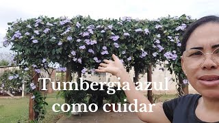 Pergolado e cerca viva de TUMBERGIA AZUL como cuidar [upl. by Furnary]