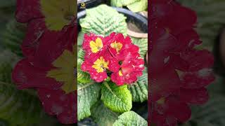 Primula vulgaris flower  Primrose  trending nature youtubeshorts [upl. by Nairrot]