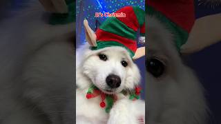 It’s Merry Crisis Time 🎄holidayswithshorts puppy funny cute tiktok dogsofinstagram dog [upl. by Sansbury]