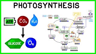 Photosynthesis The Light Reactions and The Calvin Cycle [upl. by Lomasi]