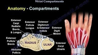 Conditions Affecting Dorsal Wrist Compartments  Everything You Need To Know  Dr Nabil Ebraheim [upl. by Acnoib644]