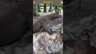 Komodo Dragon The Incredible Giant Lizard of Indonesian The Real Life Dragon [upl. by Annoyt]