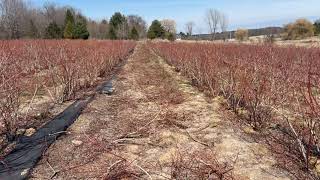 Blueberry Pruning in Vermont [upl. by Rennie]