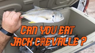 Can you eat Jack crevalle [upl. by Christophe]