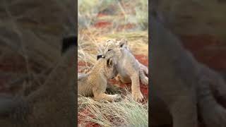 Lion cubs are growing up [upl. by Adaha]