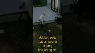 PERUNDINGAN 4 EKOR KUCING PADA KABUR DIDEKATILUCU BANGAT [upl. by Yelrahs577]