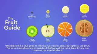 How your cervix dilates during labourthe Fruit Guide [upl. by Noteloc]