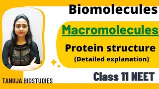 Biomolecules  Macromolecules  Proteins  αhelix  βpleated sheet  Class 11 BiologyNEET [upl. by Onafets762]