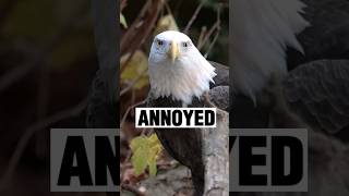 Bald Eagle ANNOYED baldeagles birds wildlife [upl. by Anahsat]