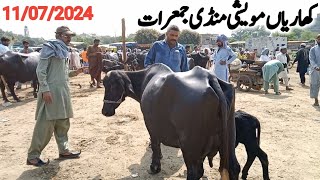 kharian maweshi mandi 11 jul 2024janwarmandi pkshazar Riaz official [upl. by Amekahs291]