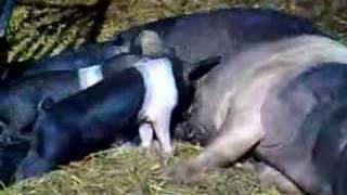 Pig Piglets Hampshire Hog feeding time Funny Cute Love [upl. by Terej741]